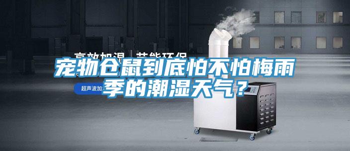 寵物倉鼠到底怕不怕梅雨季的潮濕天氣？