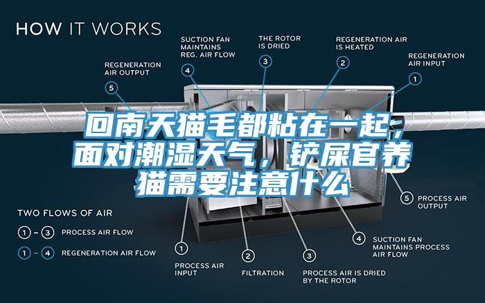回南天貓毛都粘在一起，麵對潮濕天氣，鏟屎官養貓需要注意什麽