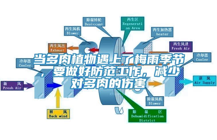 當多肉植物遇上了梅雨季節，要做好防範工作，減少對多肉的傷害