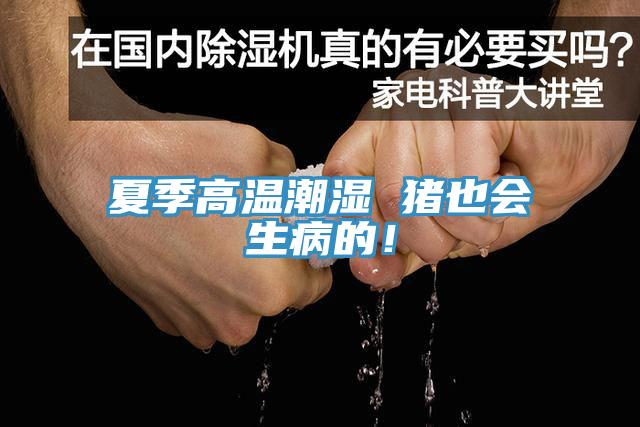 夏季高溫潮濕 豬也會生病的！