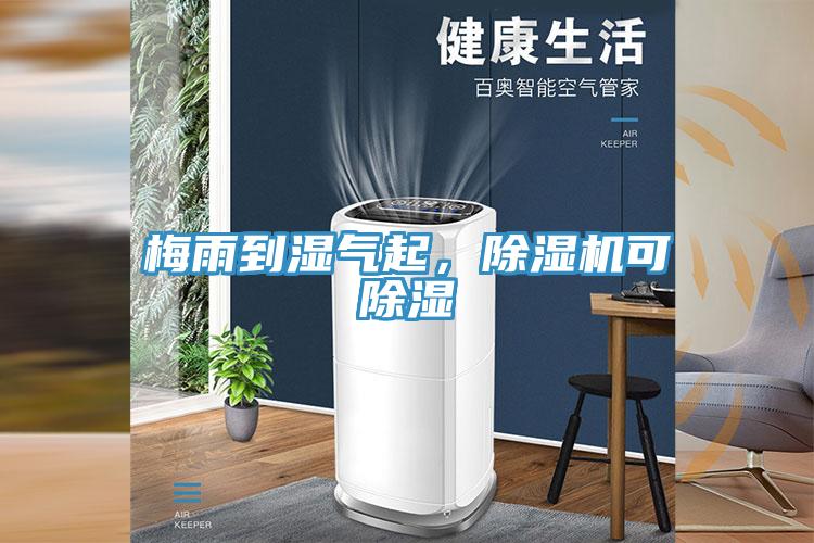 梅雨到濕氣起，草莓污视频在线看可除濕