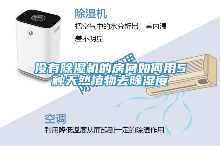 沒有草莓污视频在线看的房間如何用5種天然植物去除濕度