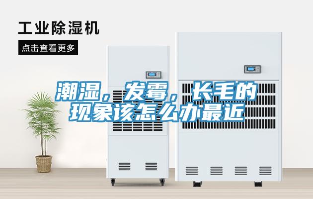 潮濕，發黴，長毛的現象該怎麽辦最近