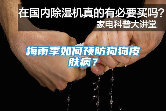 梅雨季如何預防狗狗皮膚病？