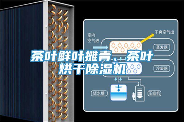 茶葉鮮葉攤青、茶葉烘幹草莓污视频在线看