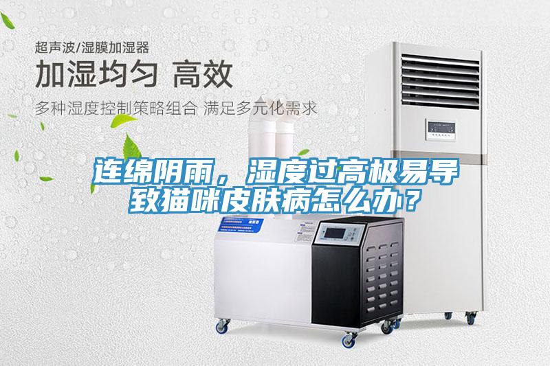 連綿陰雨，濕度過高極易導致貓咪皮膚病怎麽辦？