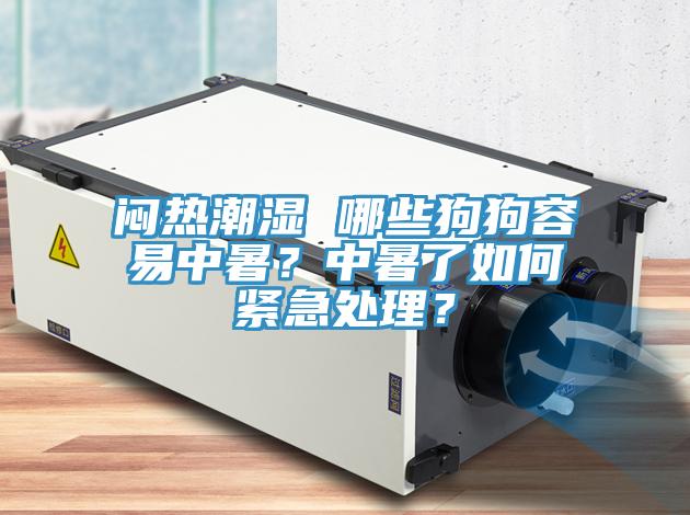 悶熱潮濕 哪些狗狗容易中暑？中暑了如何緊急處理？