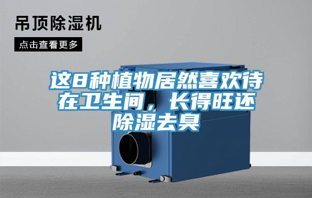 這8種植物居然喜歡待在衛生間，長得旺還除濕去臭