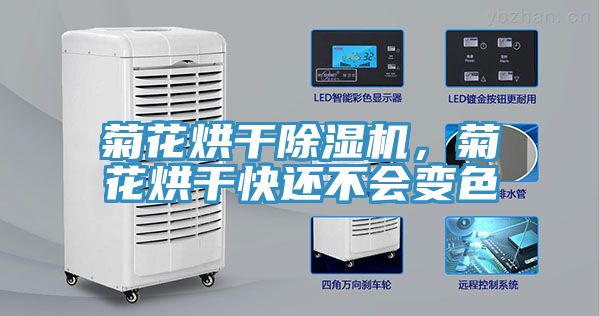 菊花烘幹草莓污视频在线看，菊花烘幹快還不會變色